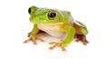 Space hopper; amazing picture of frog up caught in NASA rocket launch