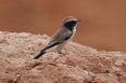 Video: Driver catches a bird with his bare hands