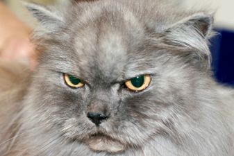 Belfast woman draws her beloved cat on missing poster