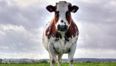 Holy cow! There’s a calf in the back of a car in Ballymena