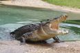 Video: Man sleeps with eight-foot crocodile under his bed. Only realises when he wakes up