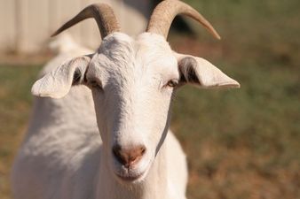 Video: No kidding. 17 goats invade a Barcelona subway station for no reason