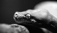 Strewth – Flight grounded in Sydney after snakes on a plane discovery