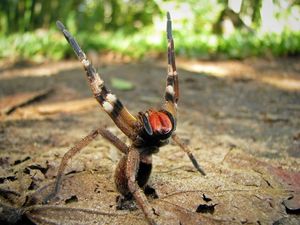 British woman finds world’s deadliest spider crawling over her shopping