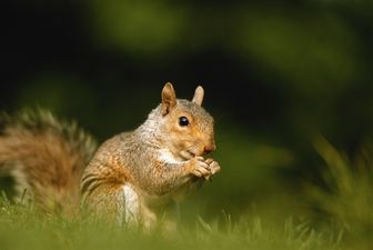 Scunthorpe fans asked not to dress as squirrels for clash with Torquay this weekend