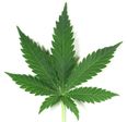 High in the sky – Bundles of pot fall from the air in San Diego