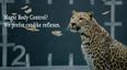 Video: Jaguar have brilliantly spoofed the Mercedes-Benz head-rolling chicken ad