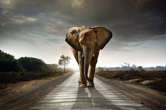 Video: Elephant flips British tourist’s car during self-drive safari