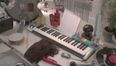 The Power of Hair: Request any Huey Lewis song you like from this keyboard playing wig…seriously