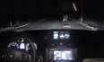 Video: Russian dog gets last laugh after being run over