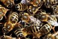 Video: How bee-zarre! Guy can’t get into his car… because it’s covered in 20,000 angry bees
