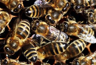 Video: How bee-zarre! Guy can’t get into his car… because it’s covered in 20,000 angry bees