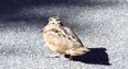 Video: This video of a bird dancing to Daft Punk is proof that the rhythm will get us all eventually