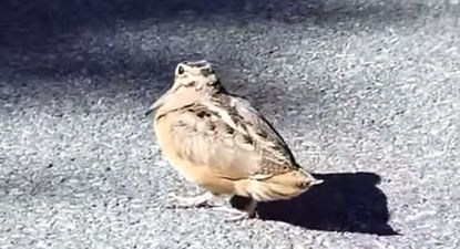 Video: This video of a bird dancing to Daft Punk is proof that the rhythm will get us all eventually