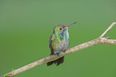 The birdie thong; man arrested at airport with 66 tiny birds in his underwear