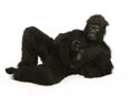 Pics: Check out the really sexy gorilla who has a huge number of human female admirers