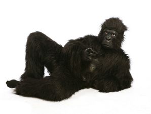 Pics: Check out the really sexy gorilla who has a huge number of human female admirers