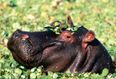 Video: That’s gas! Pet hippopotamus bizarrely found wandering streets of Mexican town