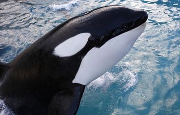 Video: Kayaker films terrifyingly close-up footage of killer whales breaching right beside him
