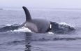 Video: Remarkable footage of two kayakers getting lifted up on the back of a whale