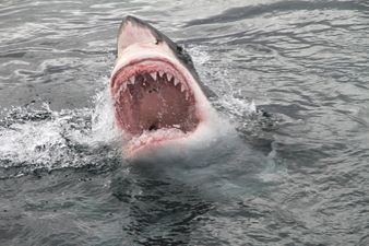 Video: This interactive shark attack prank is quite cruel but VERY funny