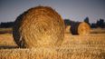Pic: Field in Tipperary features the coolest bale sculpture we’ve ever seen