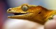Update: Remember that lost satellite full of Russian geckos having space sex? Well, they’ve found it…