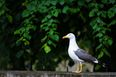 Pic: Seagull swoops in to take second place in photo finish at Brighton race course