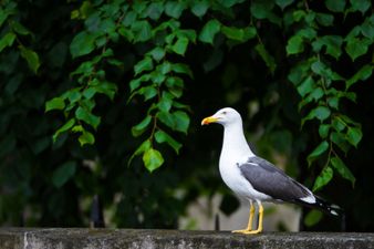 Pic: Seagull swoops in to take second place in photo finish at Brighton race course