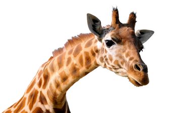 Report: Giraffe killed after hitting head on bridge while being transported in truck