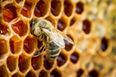 Video: Boyne Valley Honey and AIB open rooftop apiary in Ballsbridge