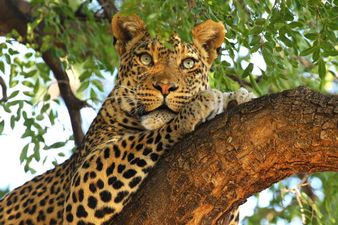 Woman fights off leopard with farm tools for 30 minutes before escaping