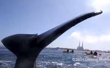 Video: Kayaker comes perilously close to getting high-fived in the face by a giant humpback whale