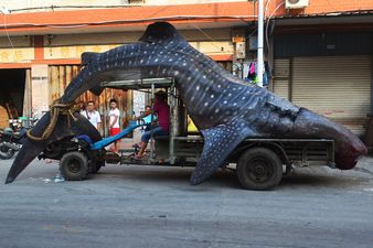 WTF? Chinese fisherman drags sea beast through the streets to local fish market