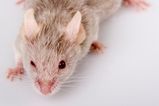 Video: Fake mouse prank scares the bejaysus out of unsuspecting Irish mammy