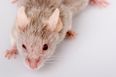 Video: Fake mouse prank scares the bejaysus out of unsuspecting Irish mammy