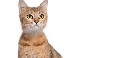 Pic: Former Chelsea striker can’t go to training because there is a cat standing beside his car