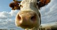 PIC: Monaghan man buys calf at mart, has no trailer to carry animal home, improvises