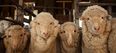 2015 is the Year Of The Sheep so here’s why ewe should be excited…