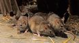 PICS: Rats break into ATM, chew up over €15,000 worth of notes