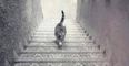 Poll result: 1,500 Irish people have voted on whether the cat is going up or down the stairs