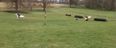 Video: Two horses were involved in this nasty looking collision in Limerick