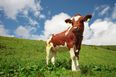 VIDEO: This poor cow had a zit-popping that will put your worst spots to shame