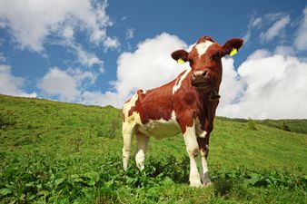 VIDEO: This poor cow had a zit-popping that will put your worst spots to shame