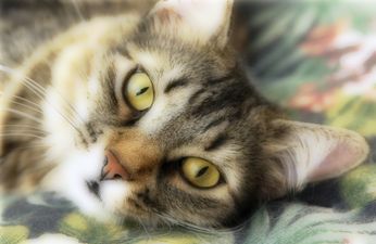 25-year-old Australian ‘wondercat’ found half way across the world in Armagh