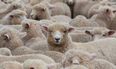 Irish man sets a new world record for sheep shearing
