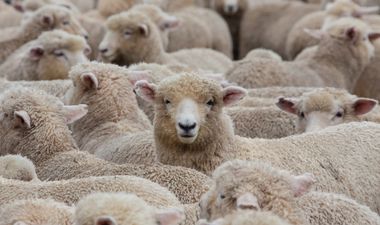 Irish man sets a new world record for sheep shearing
