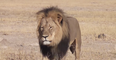 Pic: Cecil the lion now has his own range of branded merchandise