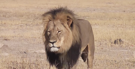 Pic: Cecil the lion now has his own range of branded merchandise