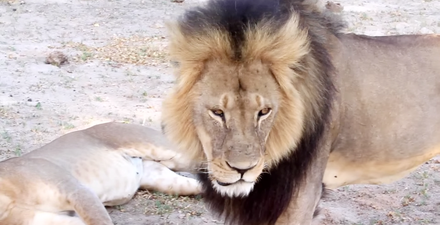 PIC: Two of Cecil the Lion’s cubs feared dead since his killing last month